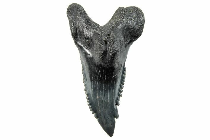 Snaggletooth Shark (Hemipristis) Tooth - South Carolina #270048